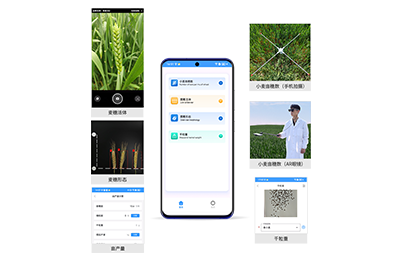 普洱市小麦亩穗数分析仪IN-XM02